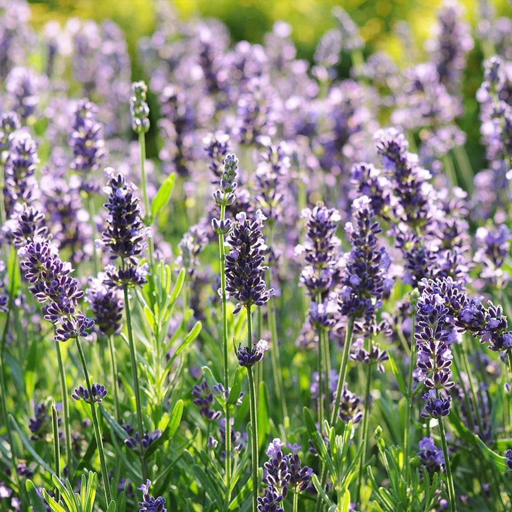 Better Versions® Superblue English Lavender Plant