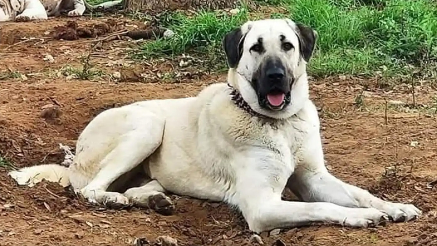 Ziva, an eight-year-old Turkish Kangal