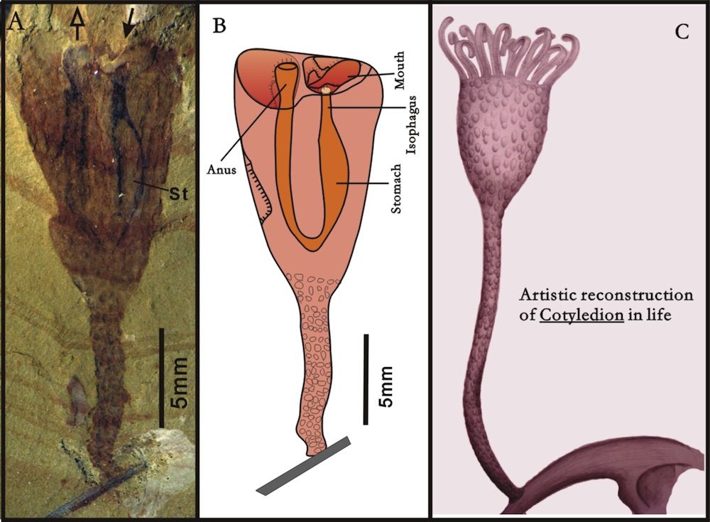 fossil marine animal