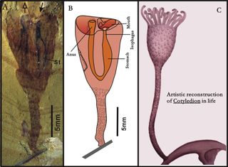 fossil marine animal