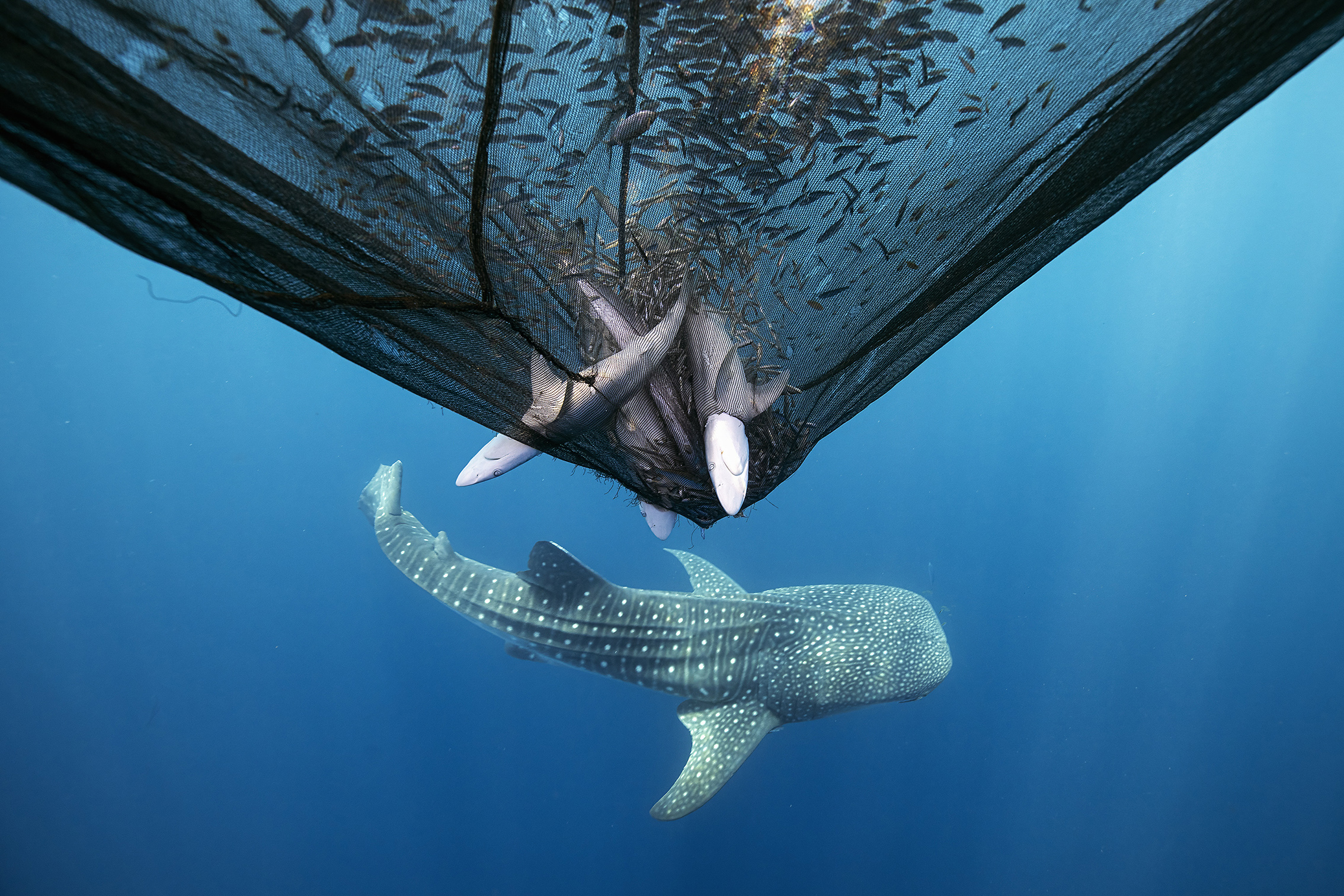 A whale shark swims below a fishing net, with several smaller fish caught inside, against a deep blue ocean backdrop