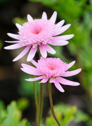 how to grow chrysanthemums: Marguerite Vancouver