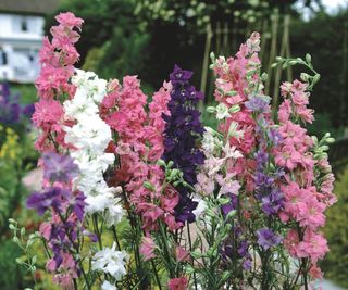 Purple, pink, and white larkspur blooms