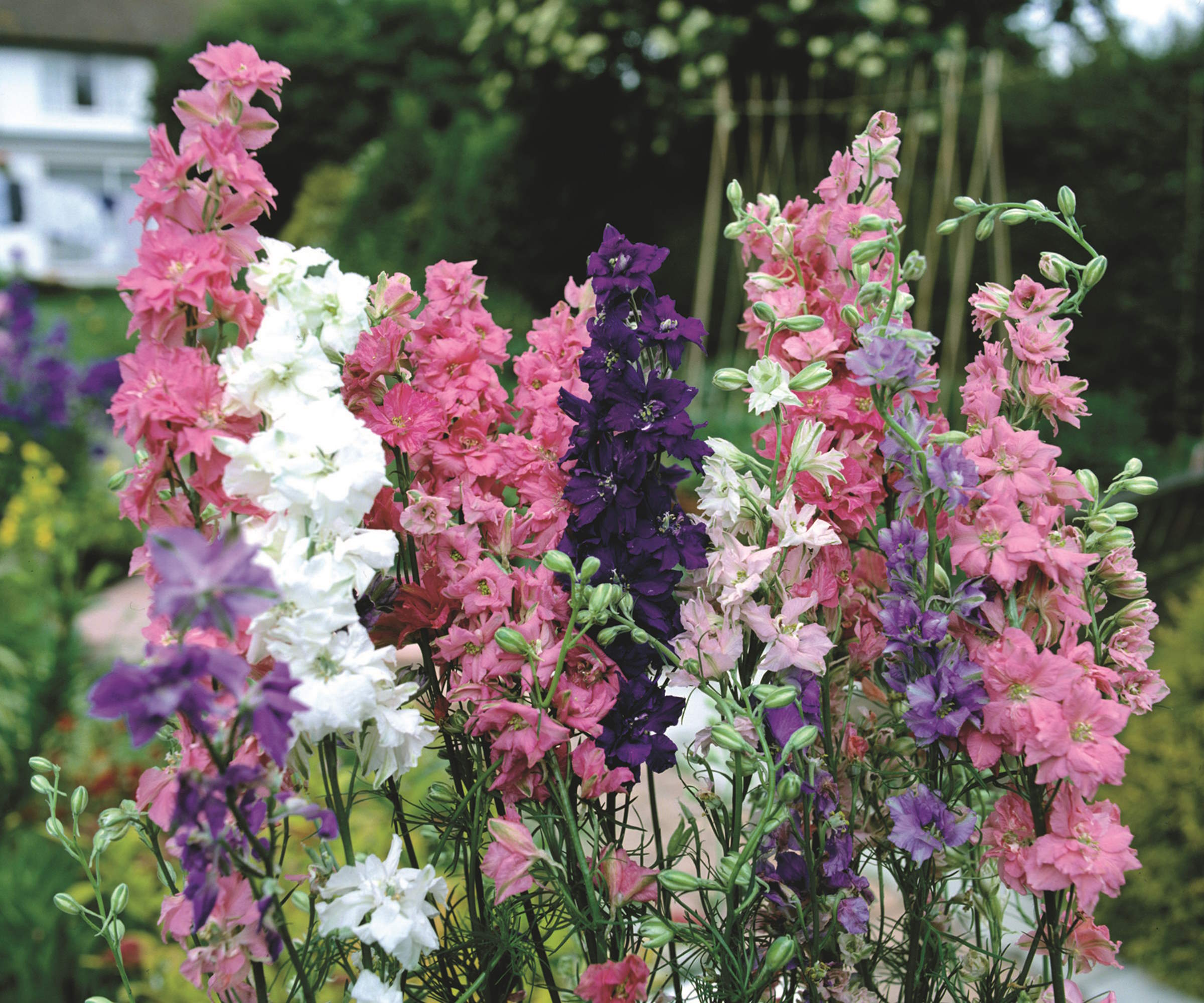 7 Beautiful Flowers You Can Sow In September To Fill 