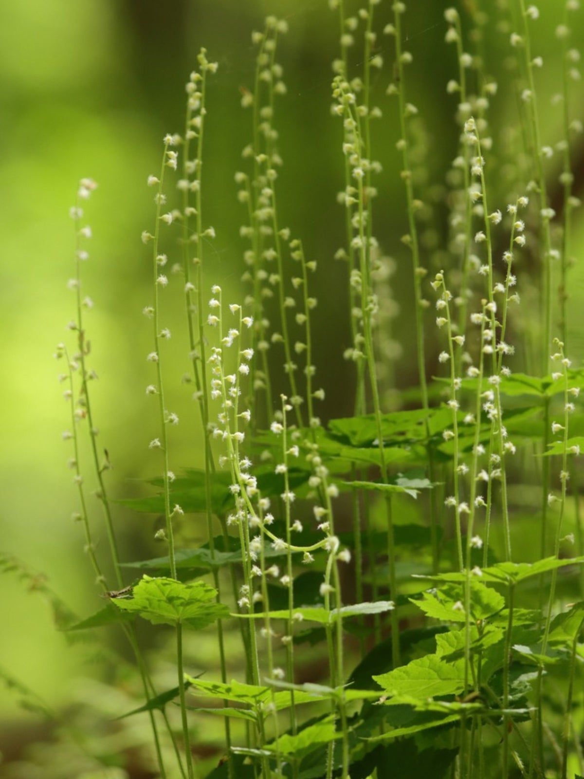 Bishop&amp;#39;s Cap Ground Cover