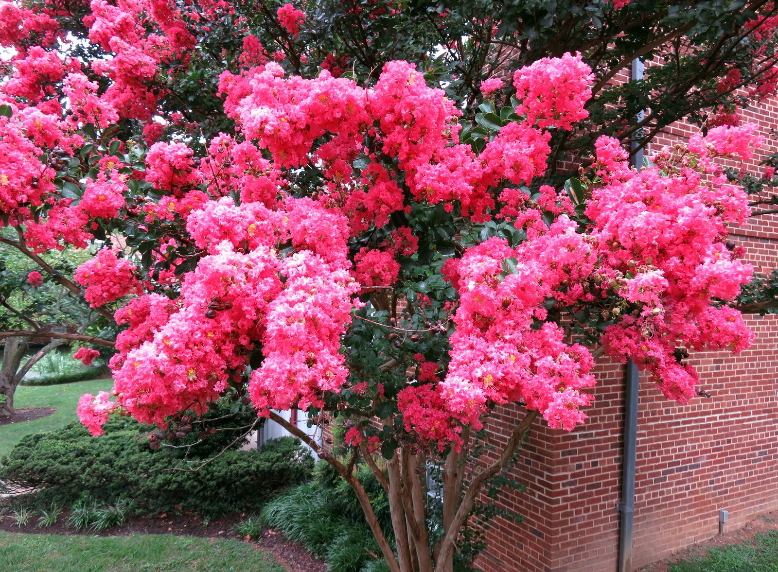 Why is my crepe myrtle not blooming? Homes & Gardens