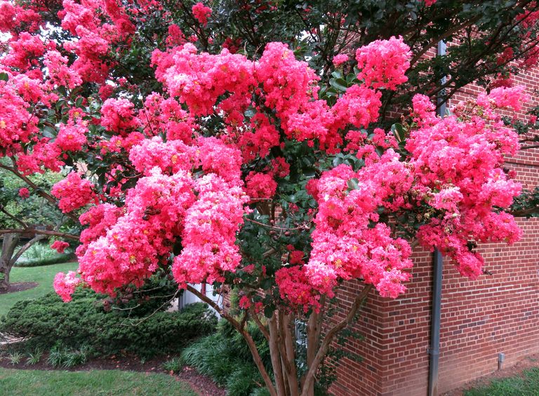 Why is my crepe myrtle not blooming? Homes & Gardens
