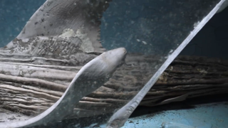 The shark's skin and flesh is starting to rot away giving it a zombie-like appearance.