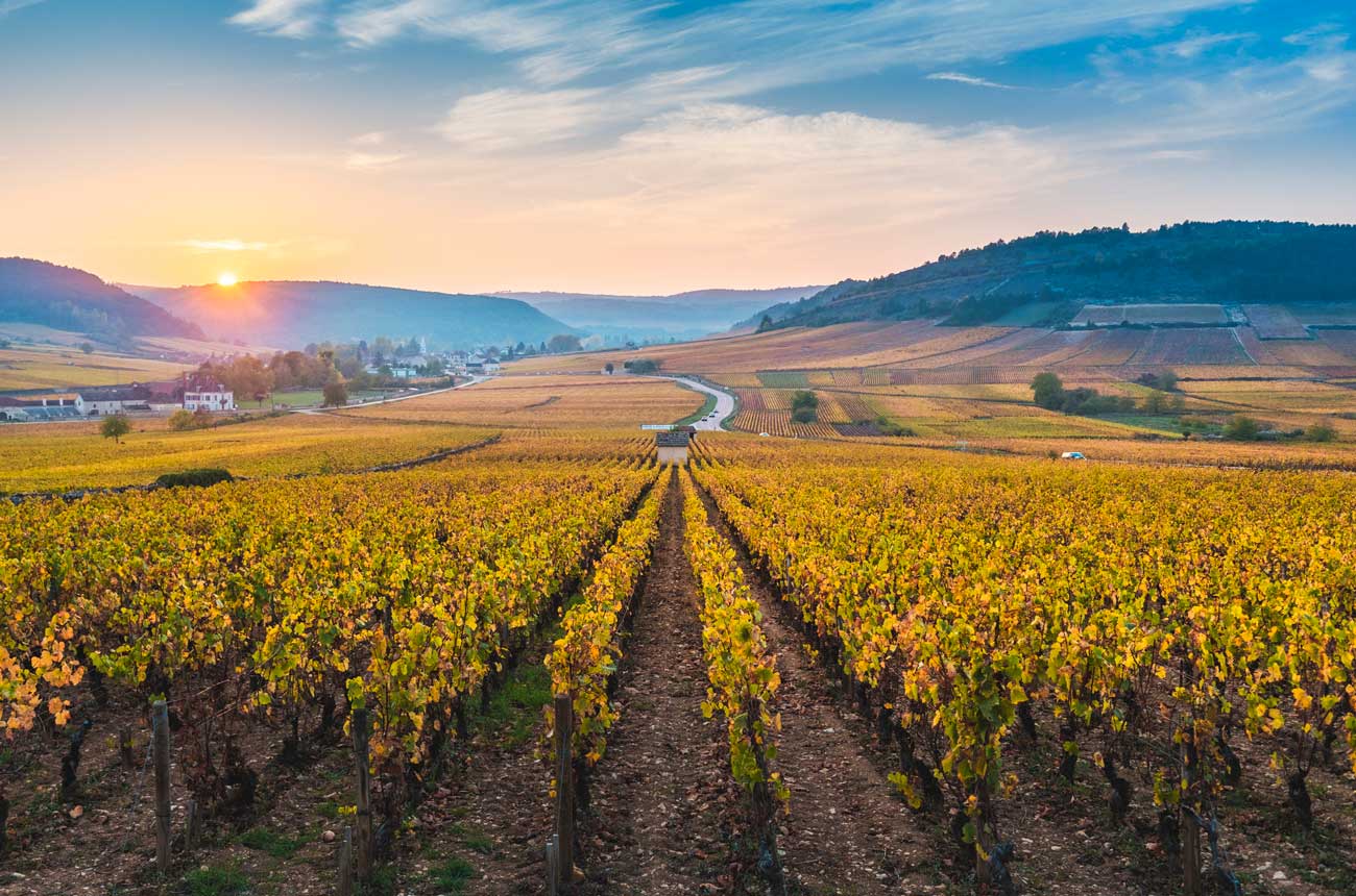 Vineyards in the Cote d'Or Burgundy, France