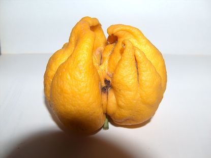 citrus bud mite