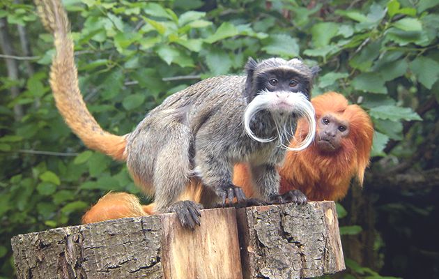 Paignton Zoo’s residents take a starring role in this children’s comedy series, as we meet some big characters who have got a lot to say (with computer-generated moving mouths!).