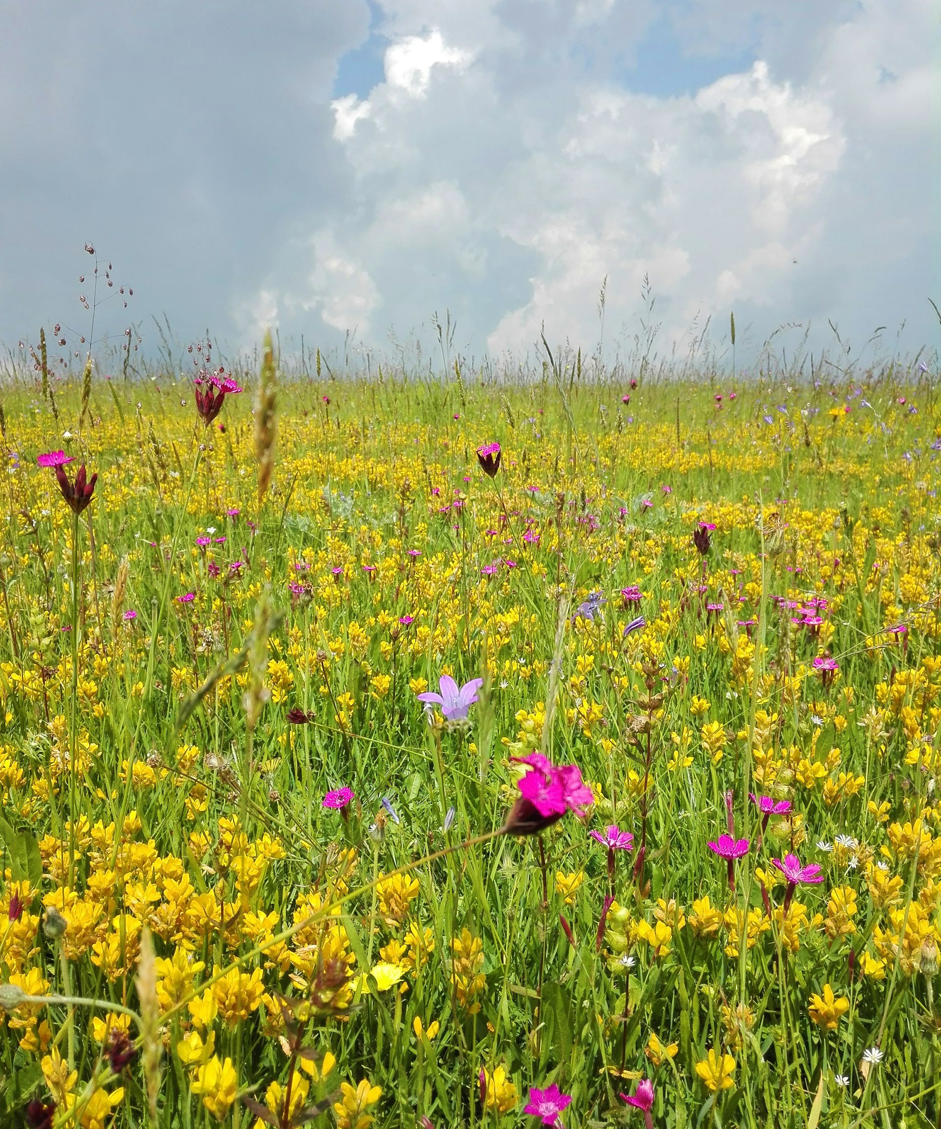 Flower of the Month, Meadow buttercup field