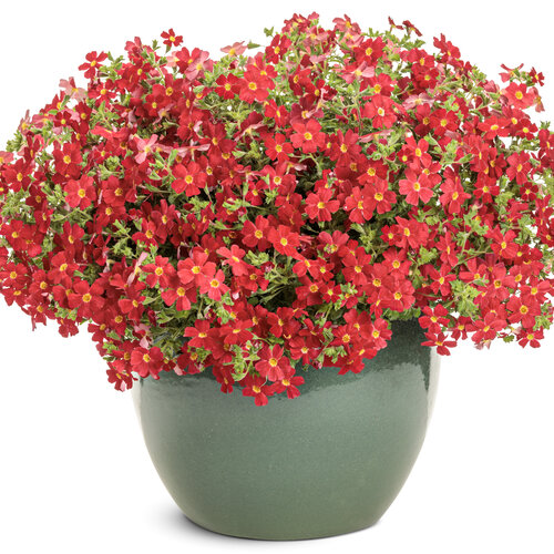 Safari&amp;reg; Lava Flow South African phlox