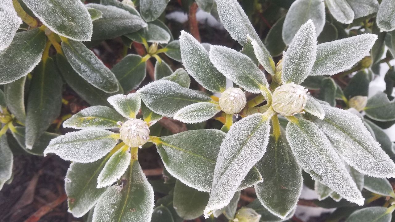 rhododendron shrub covered in frost in winter