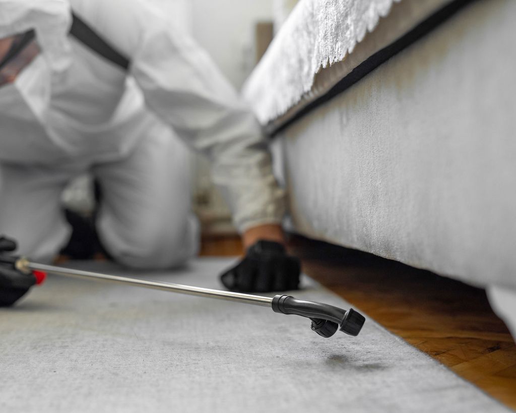 How to get rid of carpet beetle larvae, according to pest pros
