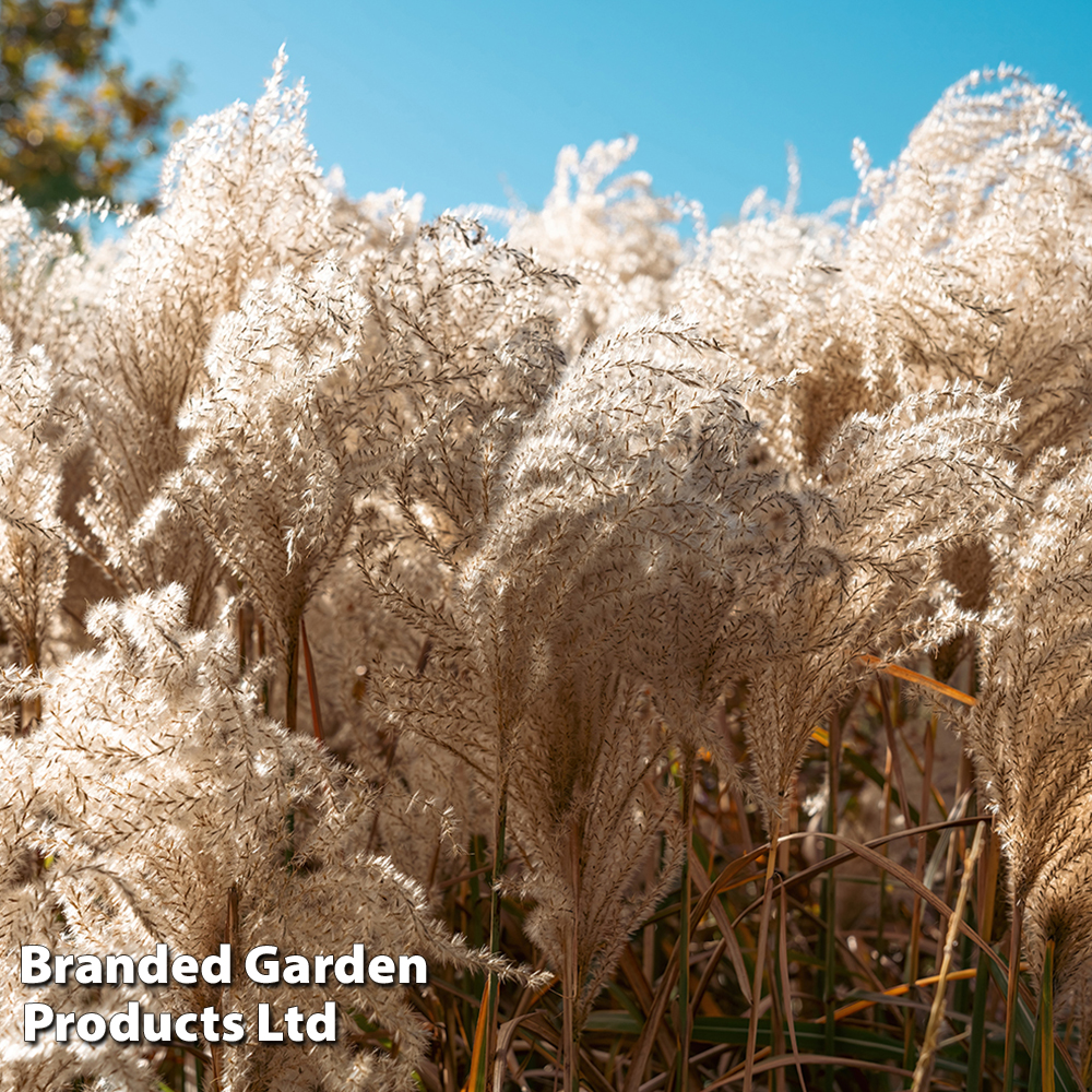 Miscanthus Sinensis 'kleine Silberspinne'