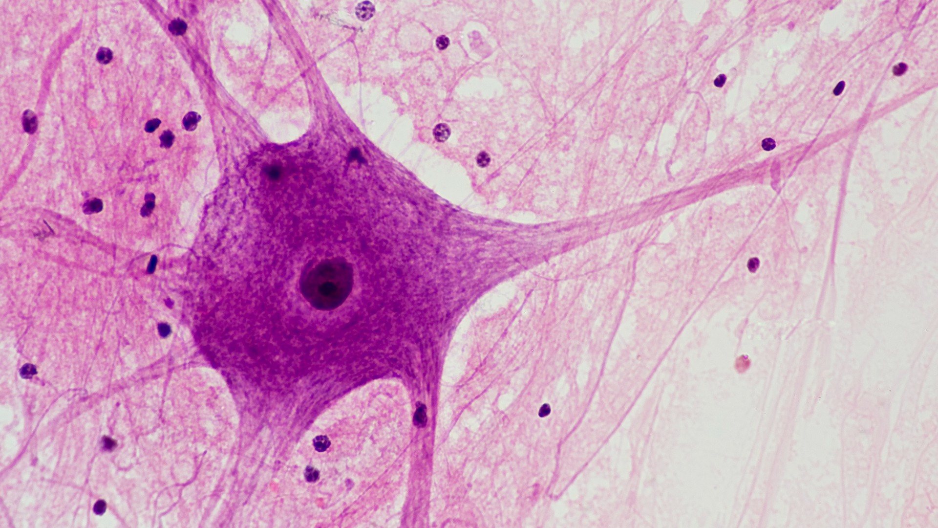 Anatomy News All The Latest About Anatomy Live Science