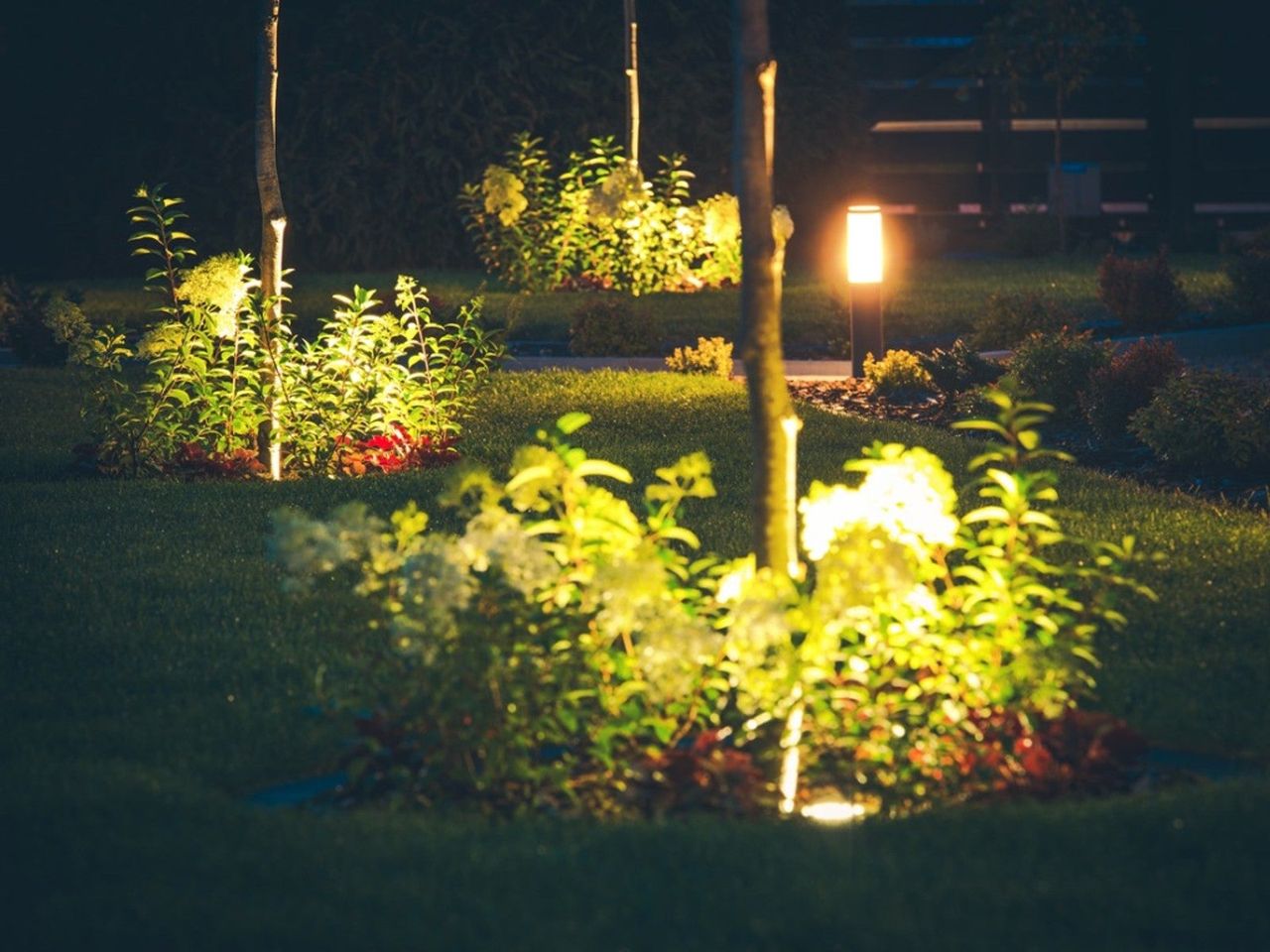 Three trees and surrounding plants are lit up at night