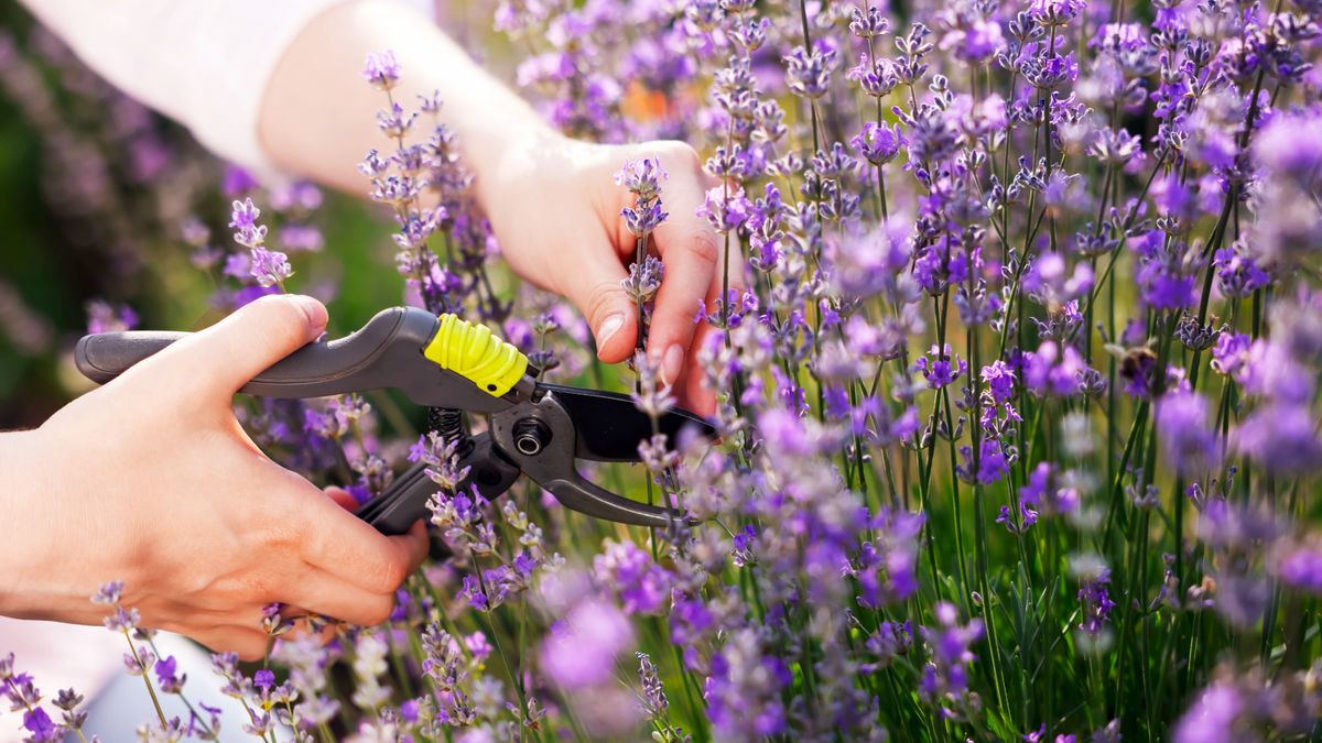 Weekend Win: Prune Lavender Now to Help it Survive Winter Chills