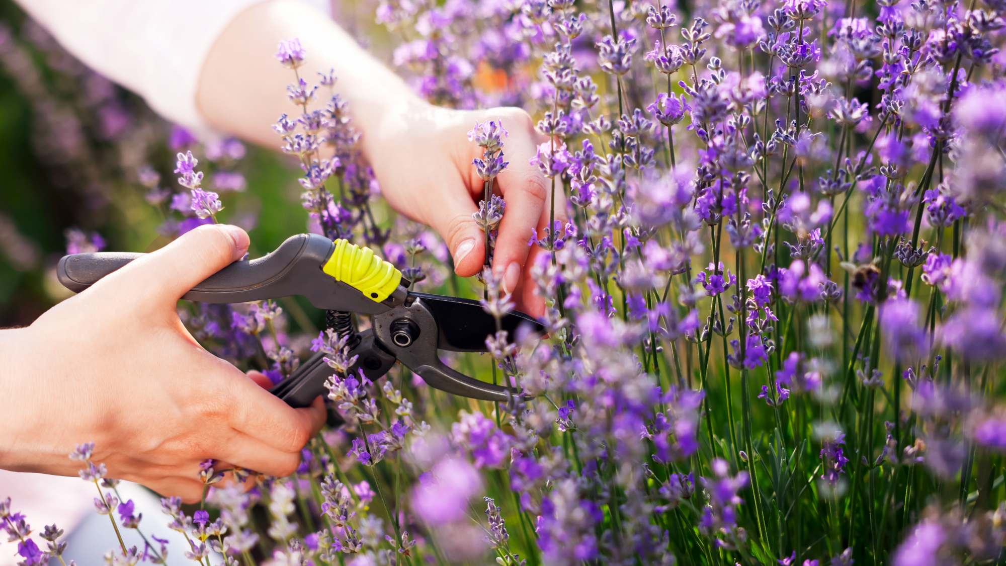 Woman pruning lavender flowers in August