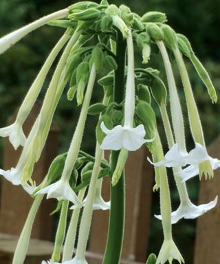 Tall Nicotiana sylvestris has long white trumpet-shaped flowers