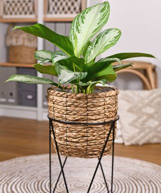 Chinese evergreen plant Aglaonema 'Silver Bay'