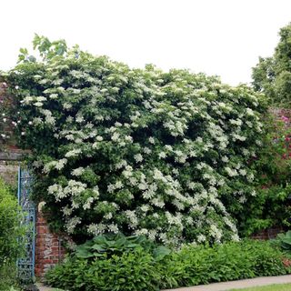 A climbing hydrangea growing along a garden wall