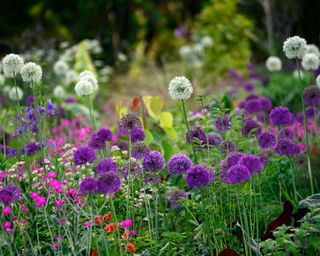 Allium 'Purple Sensation' and Allium 'Mount Everest' in a mixed garden border