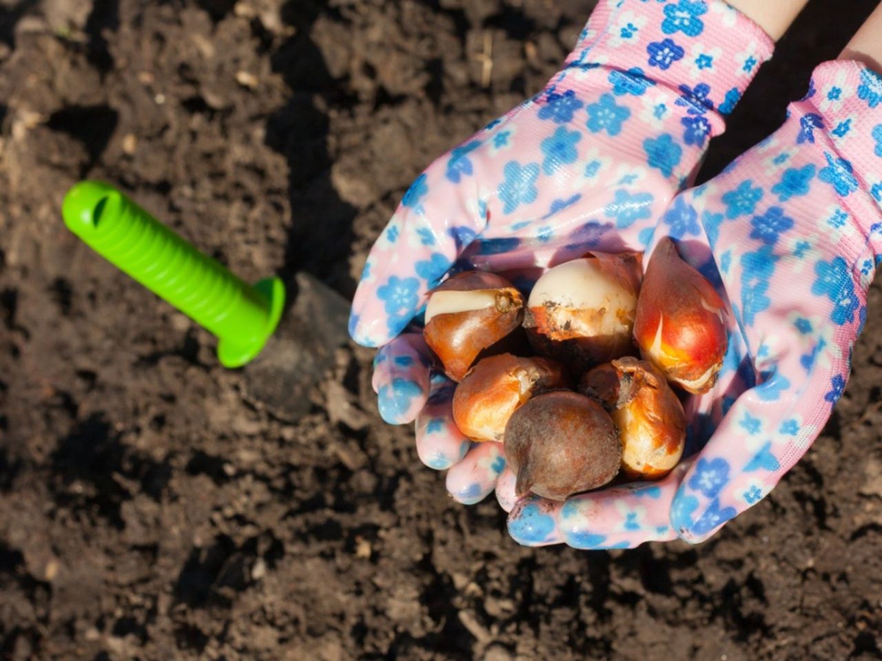 Gloved Gardeners Hands Holding Bulbs