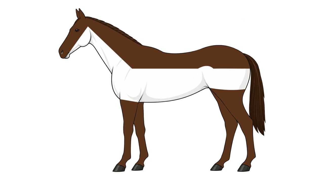 Diagram of high trace clip, with hair taken off under the neck, belly and sides