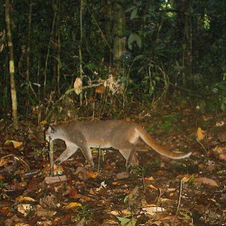 bay cat on camera trap Borneo