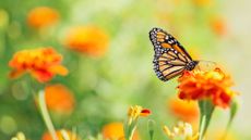 how to attract butterflies monarch butterfly on marigold flower