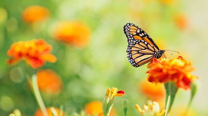 how to attract butterflies monarch butterfly on marigold flower