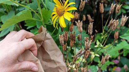 Collecting flower seeds in the garden