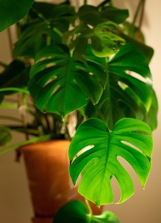 picture of a monstera deliciousa