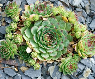 house leeks growing in a garden