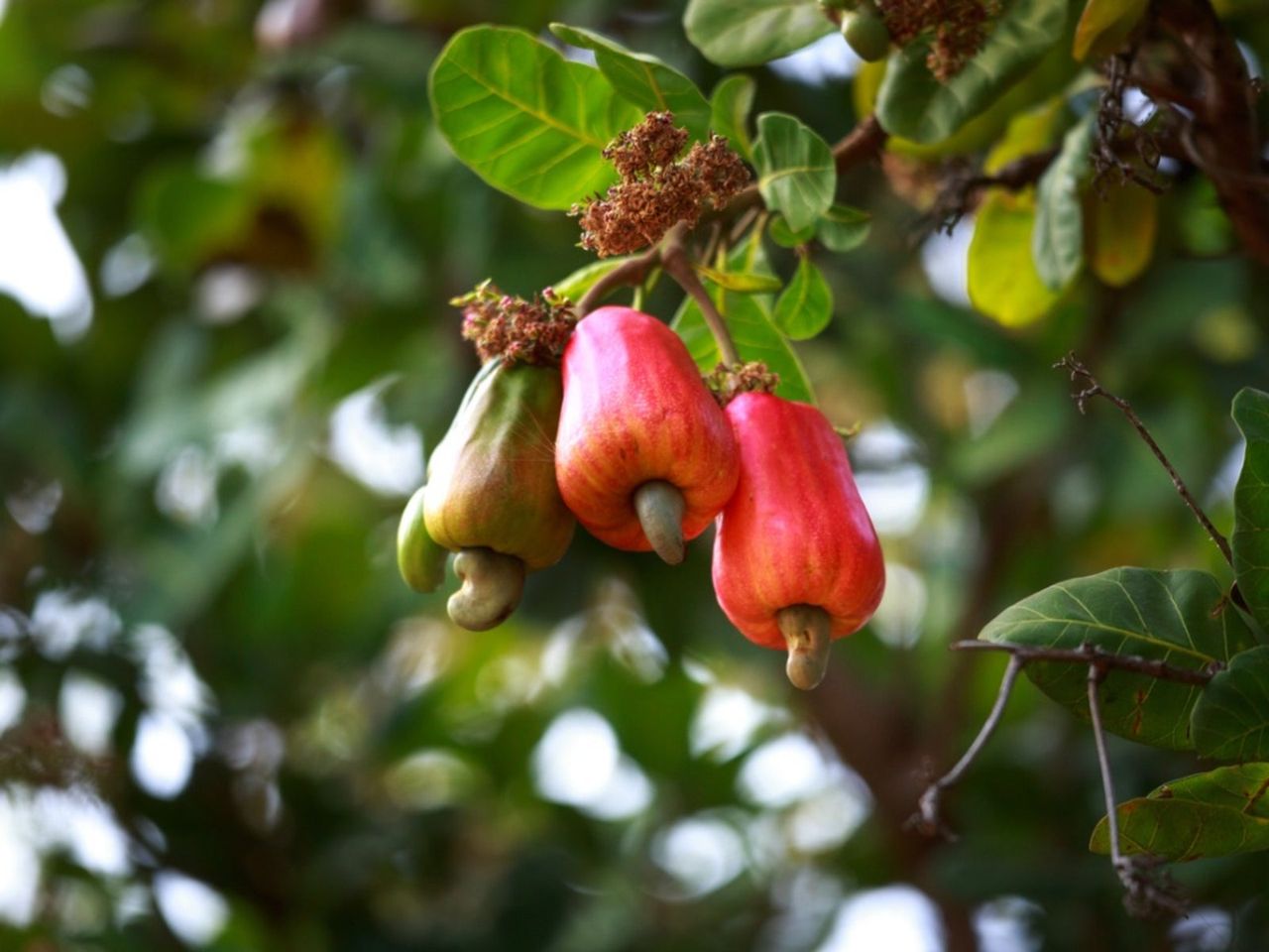 Cashew Nut Tree