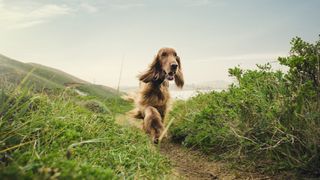 Dogs playing