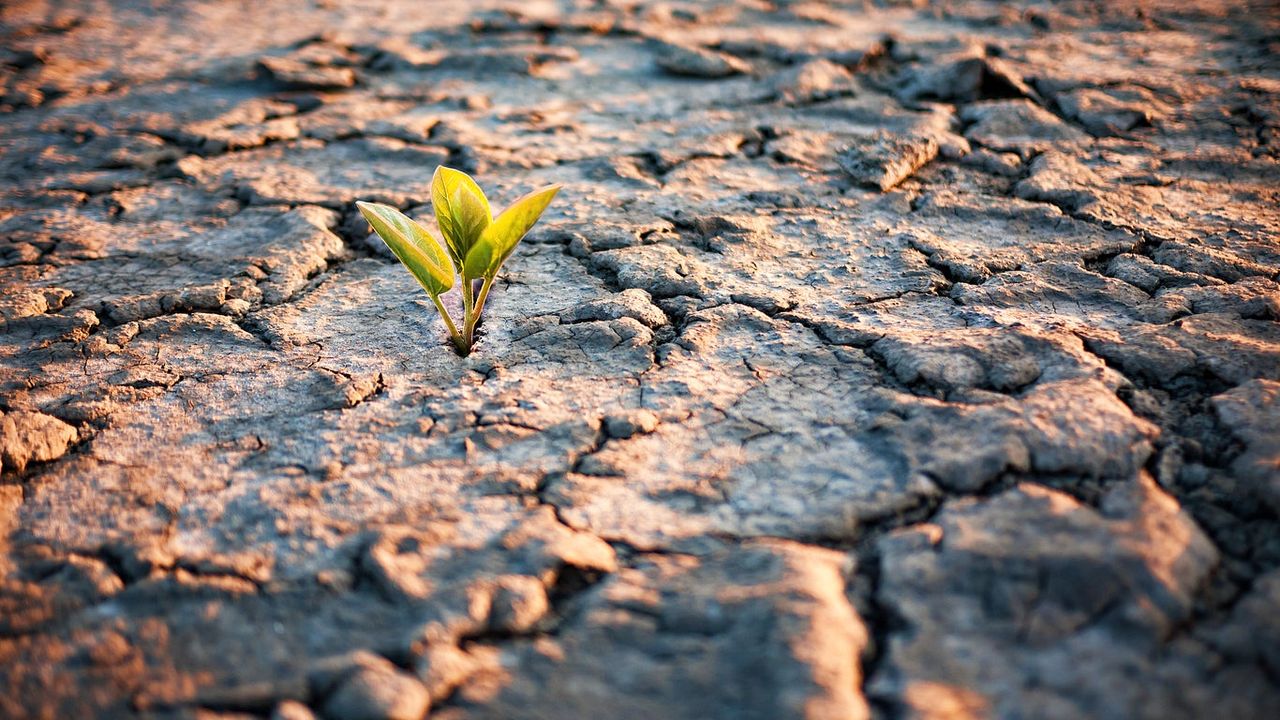 Plant Seedling Sprouting Out Of Dry Dirt