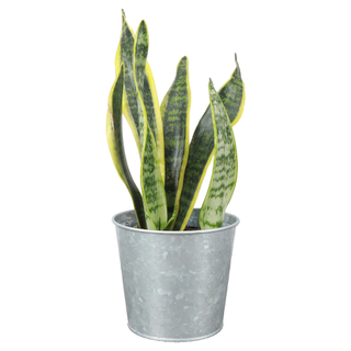 A snake plant in a silver planter