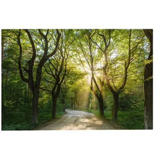 A printed image on canvas of a green forest with sunlight shining through the trees