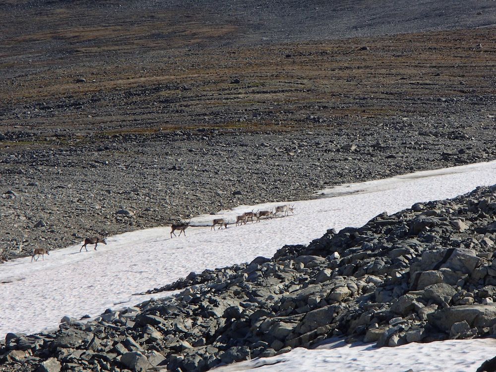 Photos: Ancient Arrows From Reindeer Hunters Found In Norway: Page 2 ...