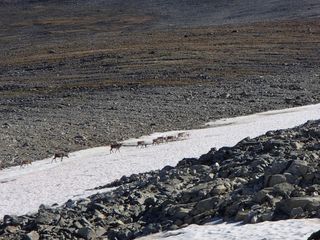 reindeer hunter arrows