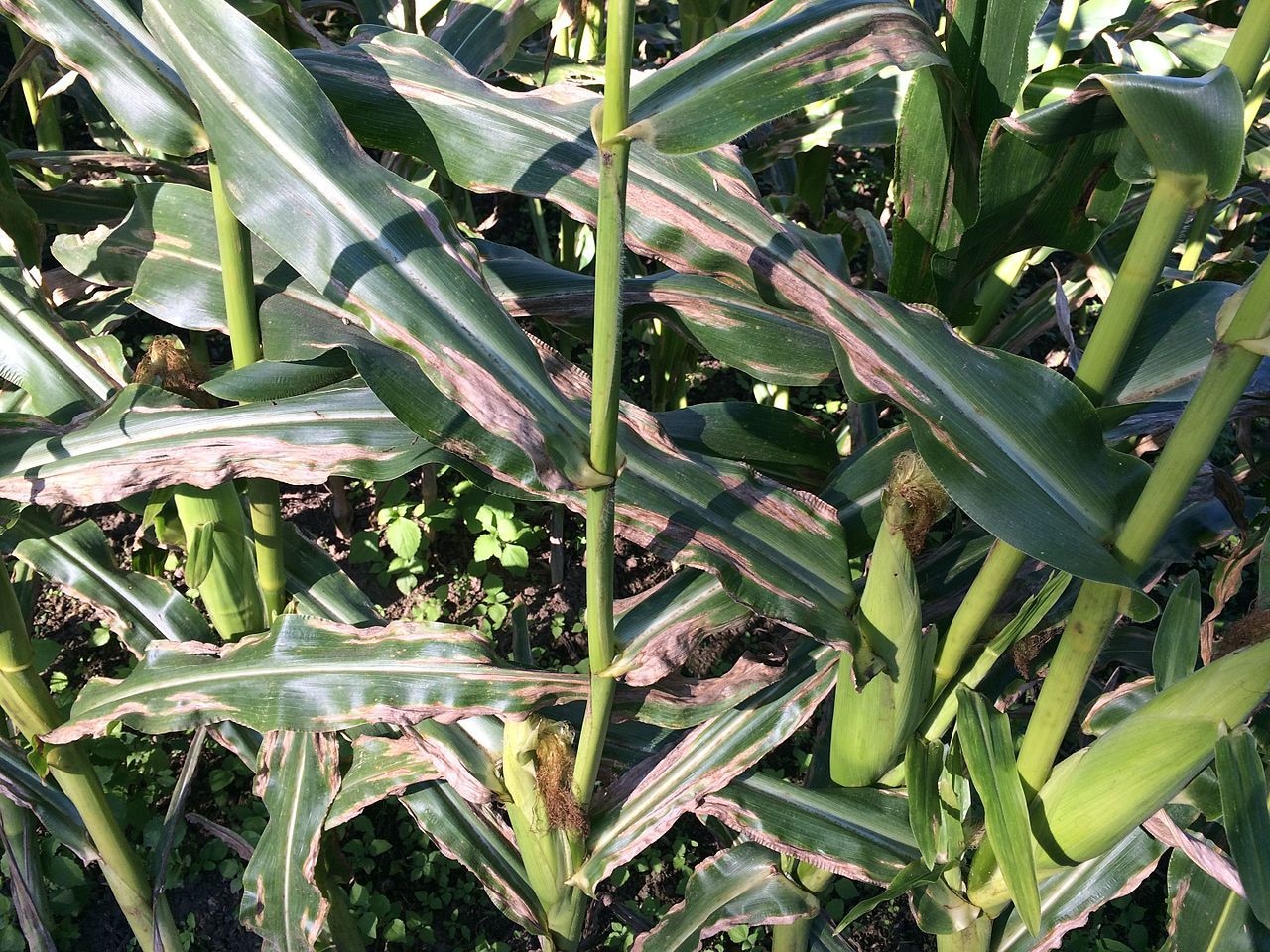 Northern Leaf Blight On Corn