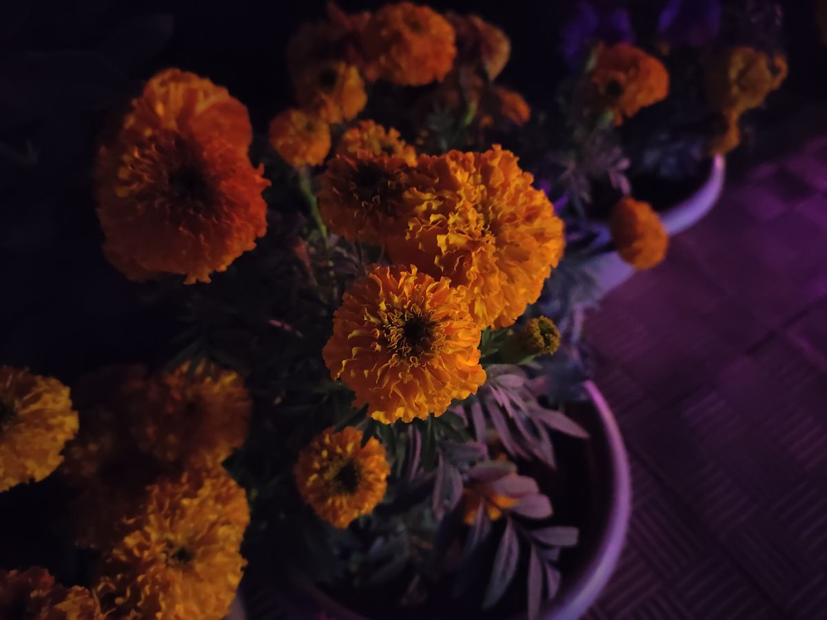 RedMagic 7 phone camera sample