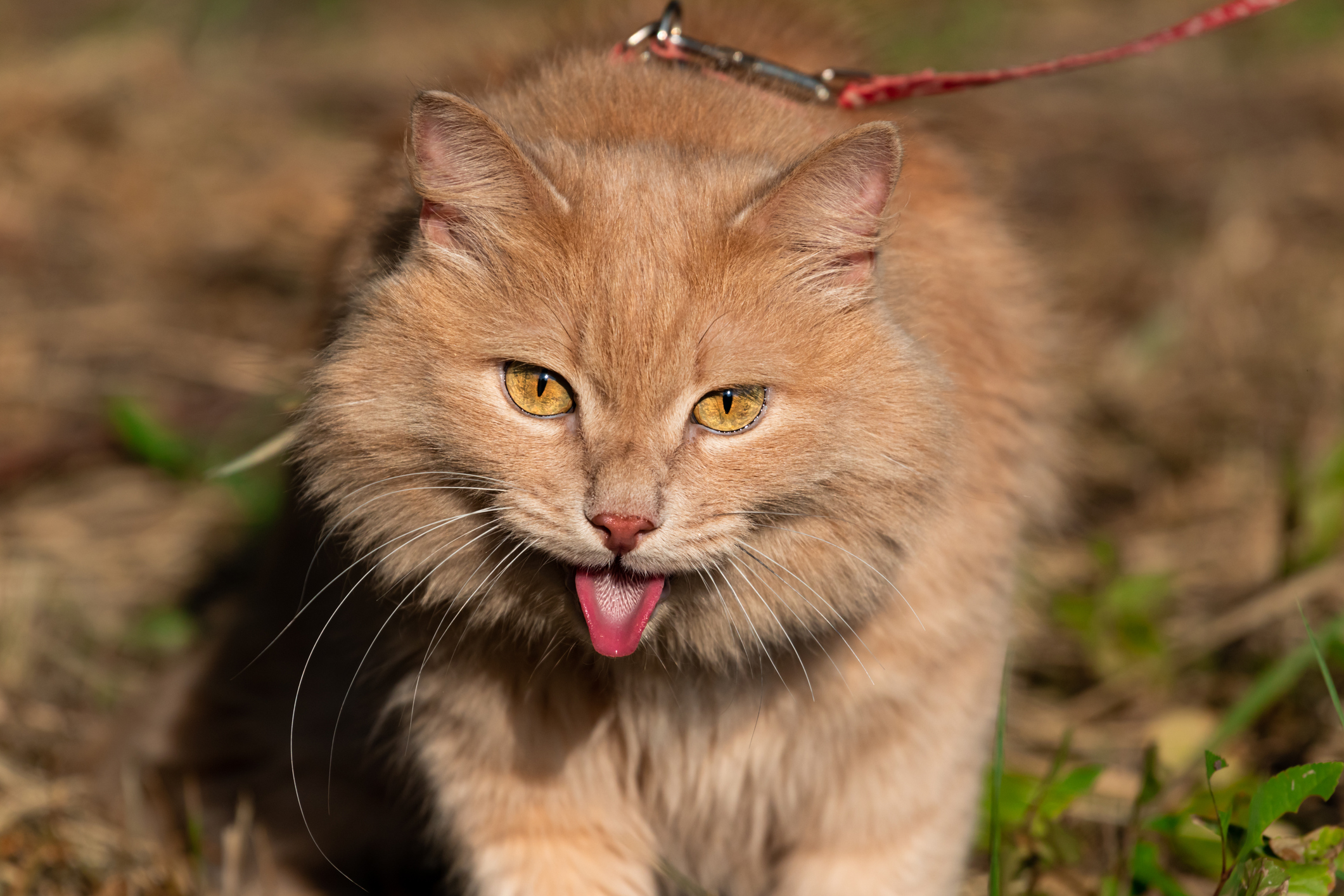 A fluffy red Siberian cat is walked on a leash or harness in very hot weather