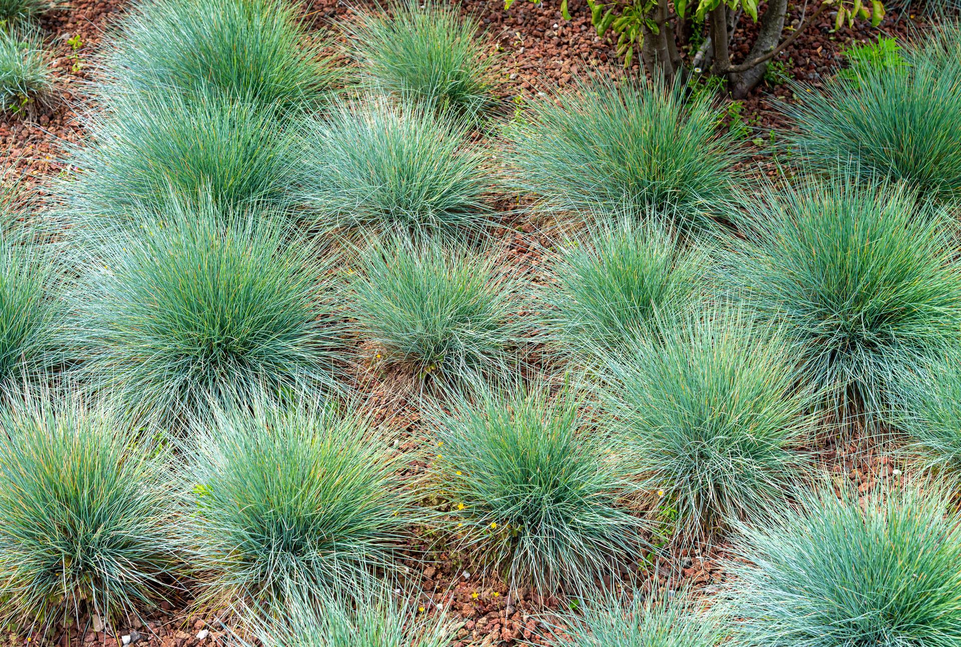 Monty Don’s tips on dividing and moving ornamental grasses Gardeningetc