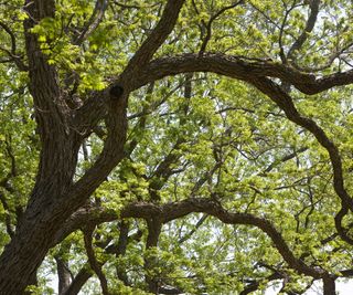 Live oak tree