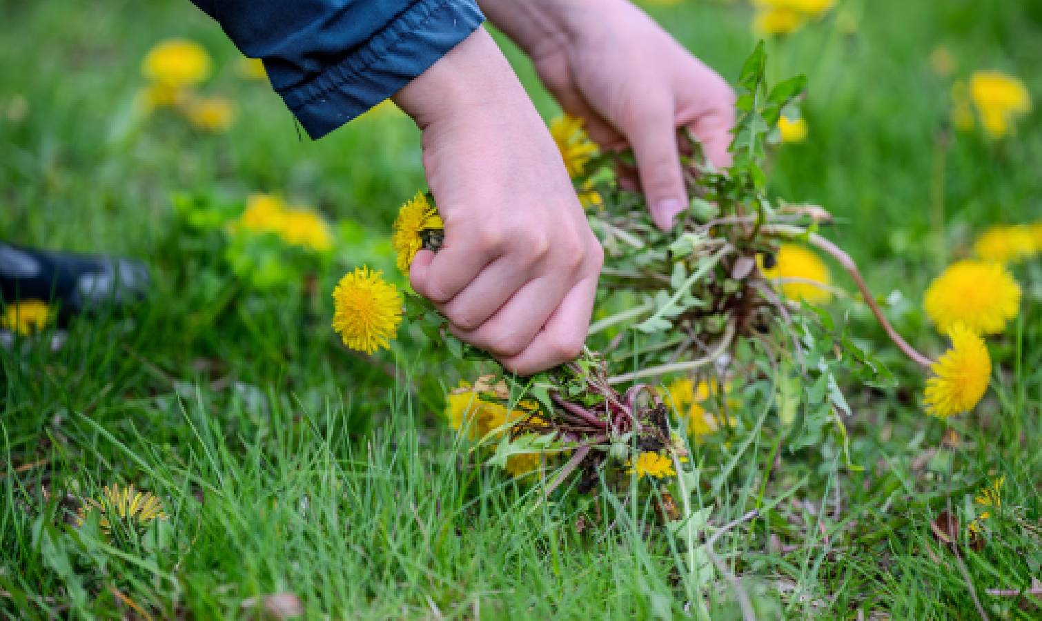 Hand pulling dandelions 