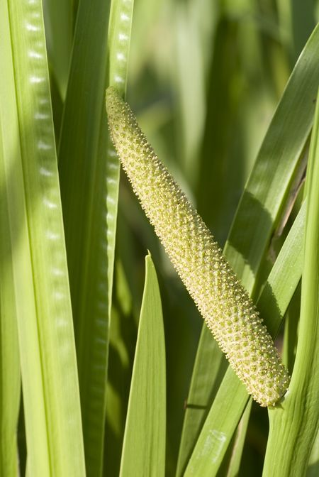 Sweet Flag Grass Plant